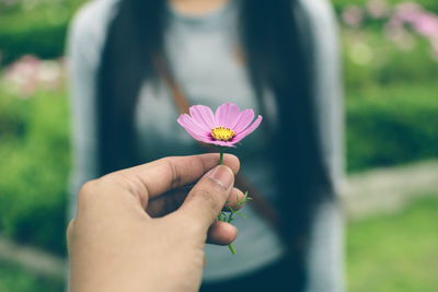 Cropped hand giving pink cosmos to woman