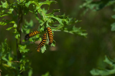 Close-up of butterfly on plant