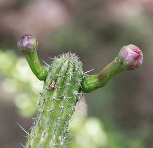 Close-up of succulent plant