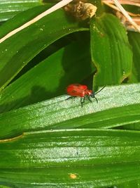 Close-up of insect on leaf