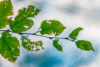 Close-up of fresh green plant against sky