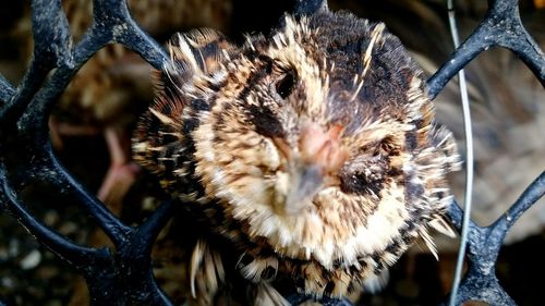 Close-up of bird