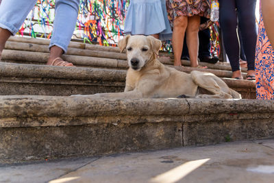 Dog sitting on the stairs of senhor do bonfim church