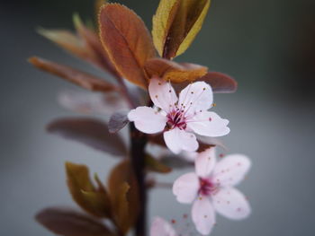 Close-up of pink cherry blossoms