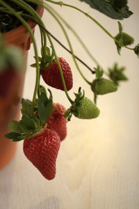 Close-up of strawberries on plant