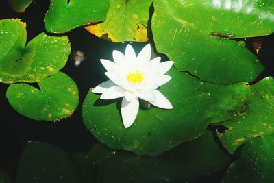 High angle view of lotus water lily in pond