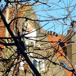 Low angle view of bare tree against sky