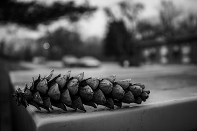Close-up of pine cones