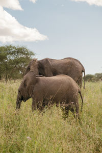 Elephants on field