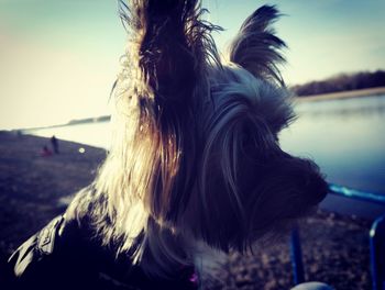 Close-up of horse at beach against sky