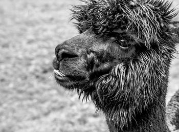 Close-up of a horse head