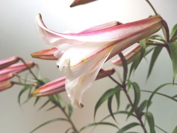 Close-up of fresh pink flowers blooming outdoors