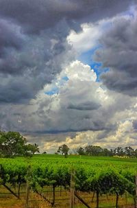 Scenic view of field against cloudy sky