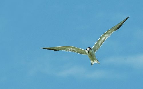 Low angle view of seagull flying against sky