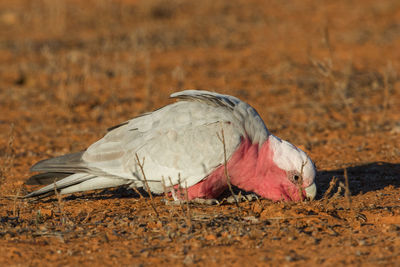 Close-up of bird perching on field