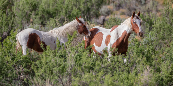 horse