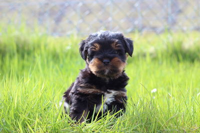 Portrait of puppy on field