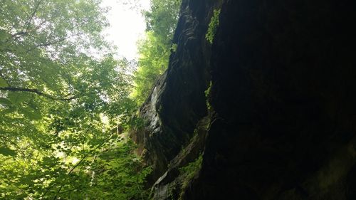 Low angle view of trees in forest