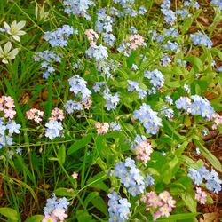 White flowers blooming in field