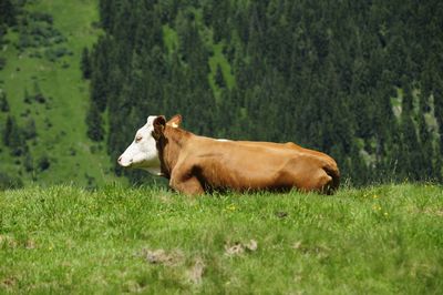 Cattle on the high pasture, dairy farming in the mountains
