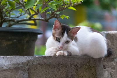 Cat relaxing on wall by potted plant