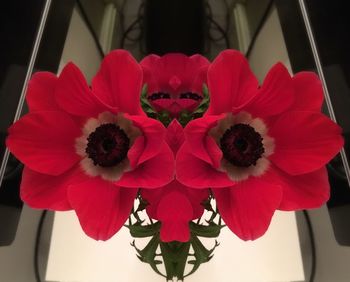 Close-up of red flowers