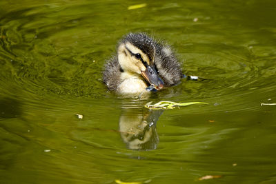 Duck swimming in lake