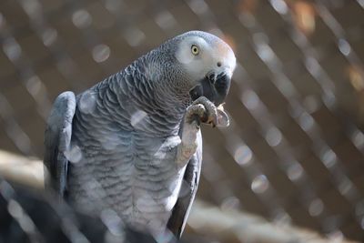 Close-up of parrot in cage