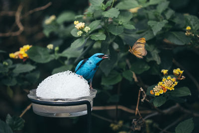 Bird and butterfly against plants