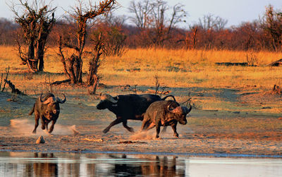 African cape buffalo fighting next to a waterhole in hwange national park