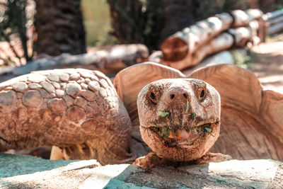 Close-up of turtle on rock