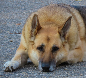 Portrait of dog lying down