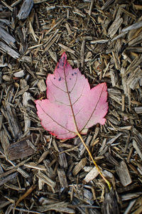 Close-up of maple leaves