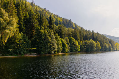 Scenic view of lake in forest against sky