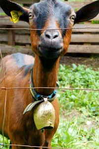 Close-up portrait of a horse