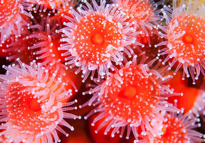 Full frame shot of coral in sea