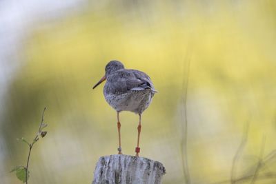 Close-up of bird perching on railing