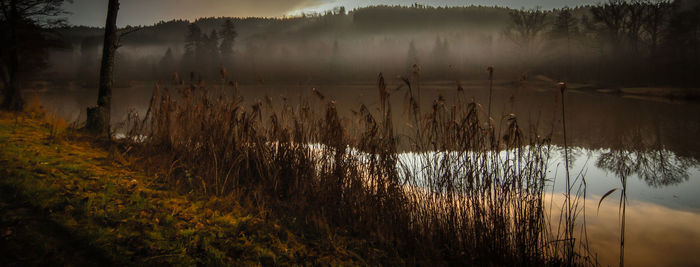 Scenic view of lake in forest