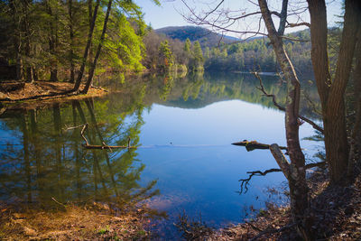 Scenic view of lake in forest