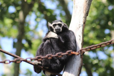 Low angle view of monkey sitting on tree in forest