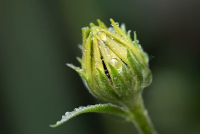 Close-up of water drops on flower bud