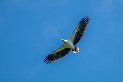 Low angle view of bird flying in sky