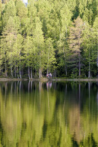 Scenic view of lake with trees in background