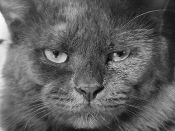 Close-up portrait of a cat