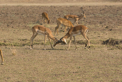 South luangwa national park, zambia