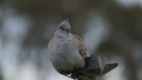 Close-up of bird perching