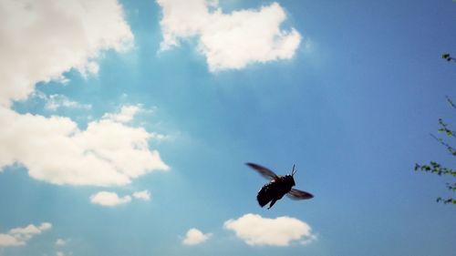 Low angle view of bird flying in sky