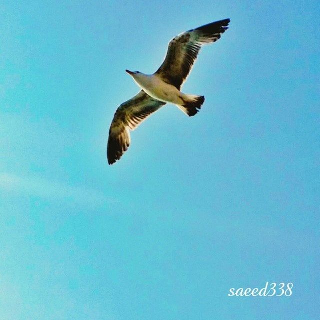 animal themes, flying, bird, animals in the wild, spread wings, wildlife, one animal, clear sky, low angle view, blue, mid-air, copy space, seagull, full length, motion, nature, flight, animal wing, day, no people