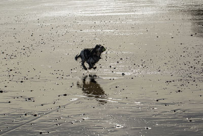 View of dog on beach