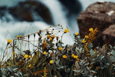 Close-up of yellow flowering plant on field